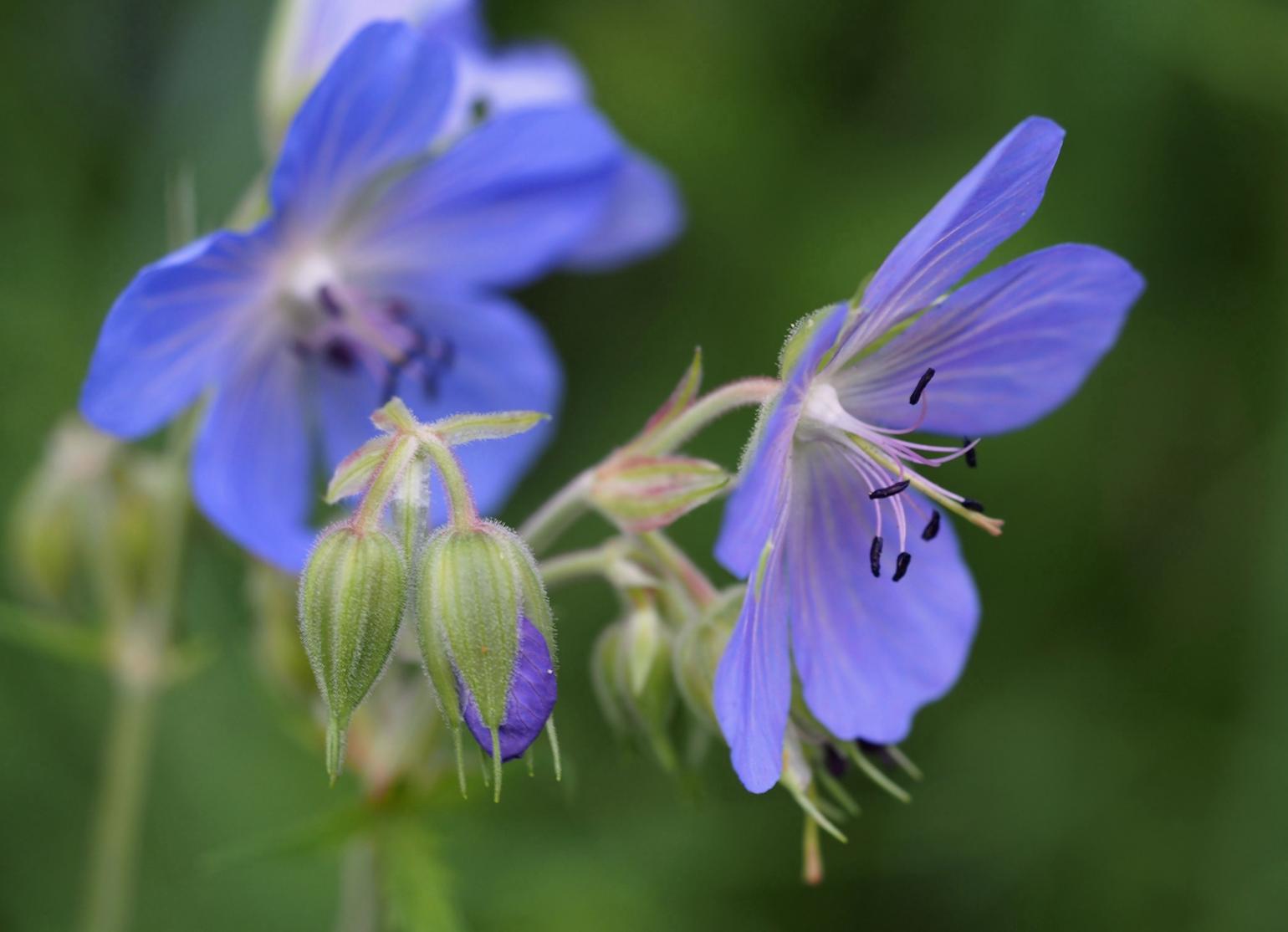 Cransebill, Meadow